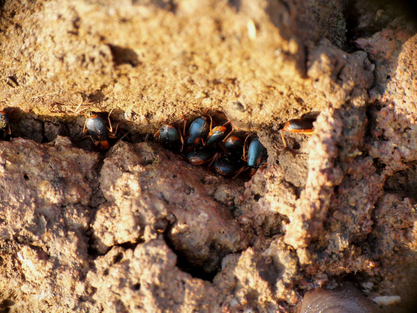 L''ostello dei Brachinus